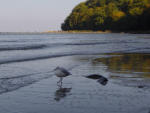 Möven an der Ostsee